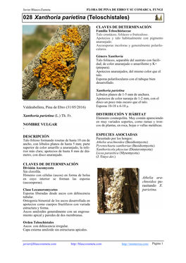 028 Xanthoria Parietina (Teloschistales)