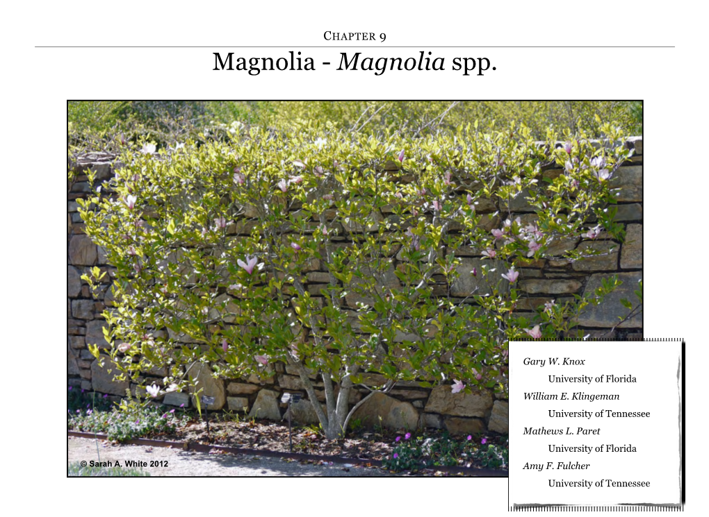 Magnolia Spp