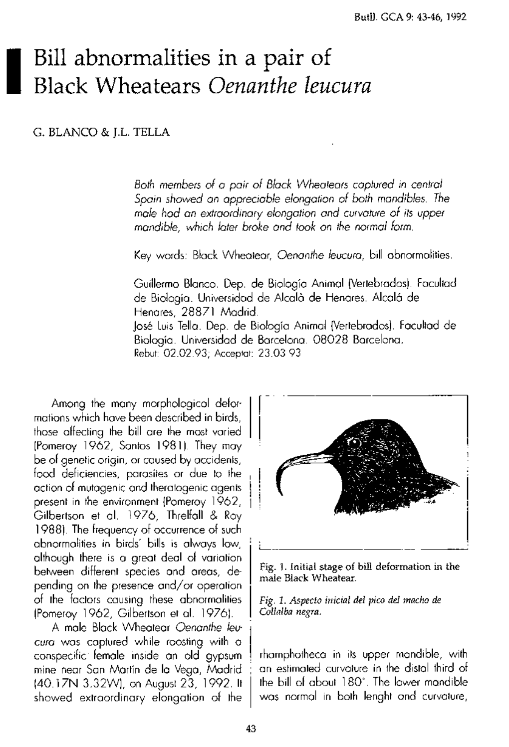 I Bill Abnormalities in a Pair of Black Wheatears Oenanthe Leucura