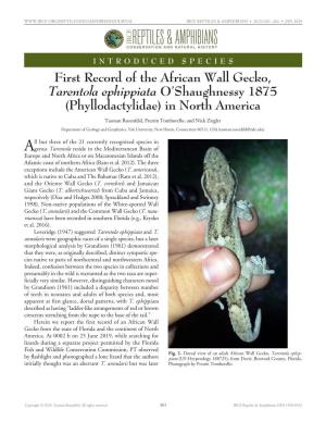 First Record of the African Wall Gecko
