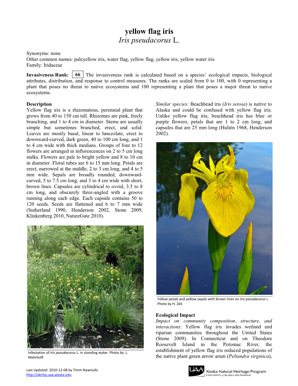 Yellow Flag Iris Iris Pseudacorus L