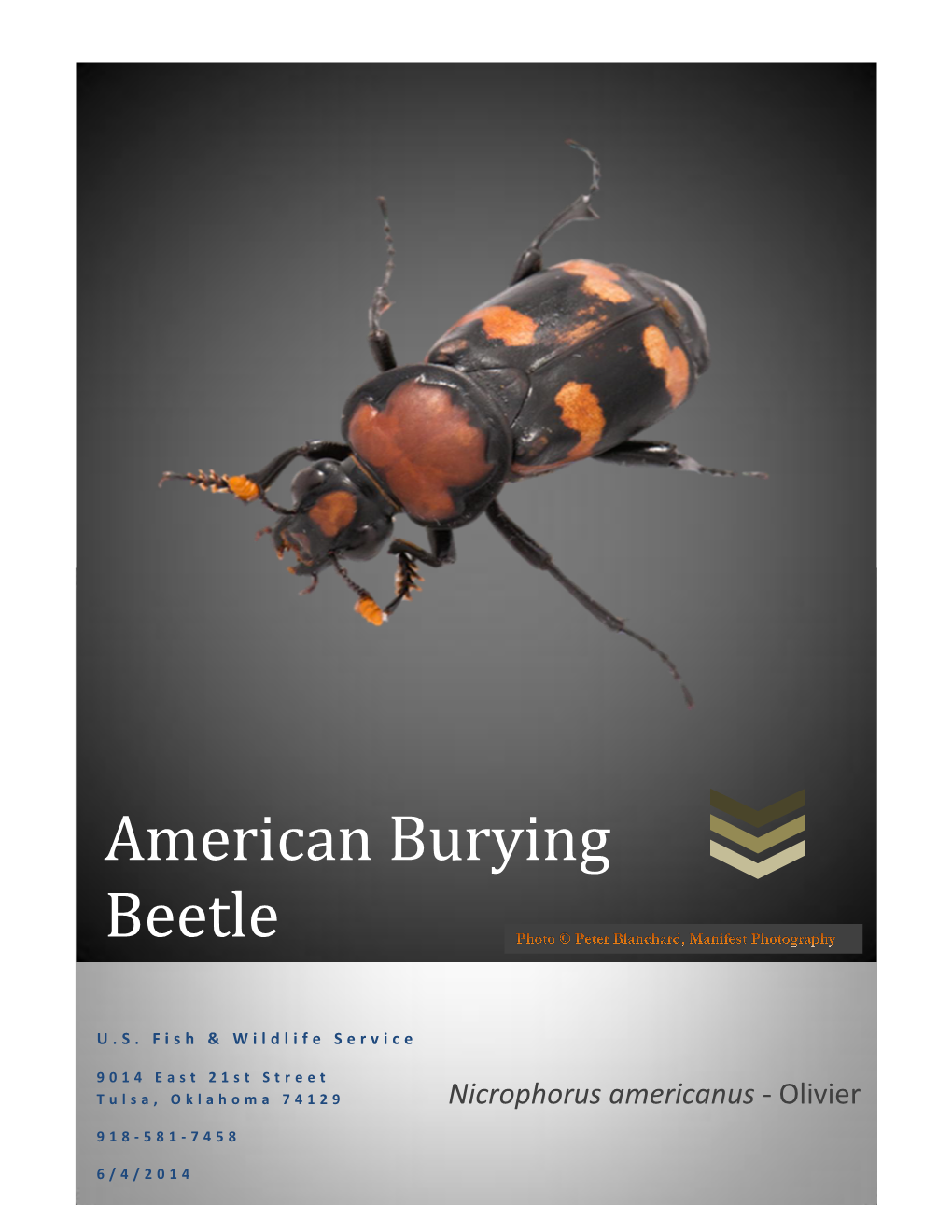 American Burying Beetle