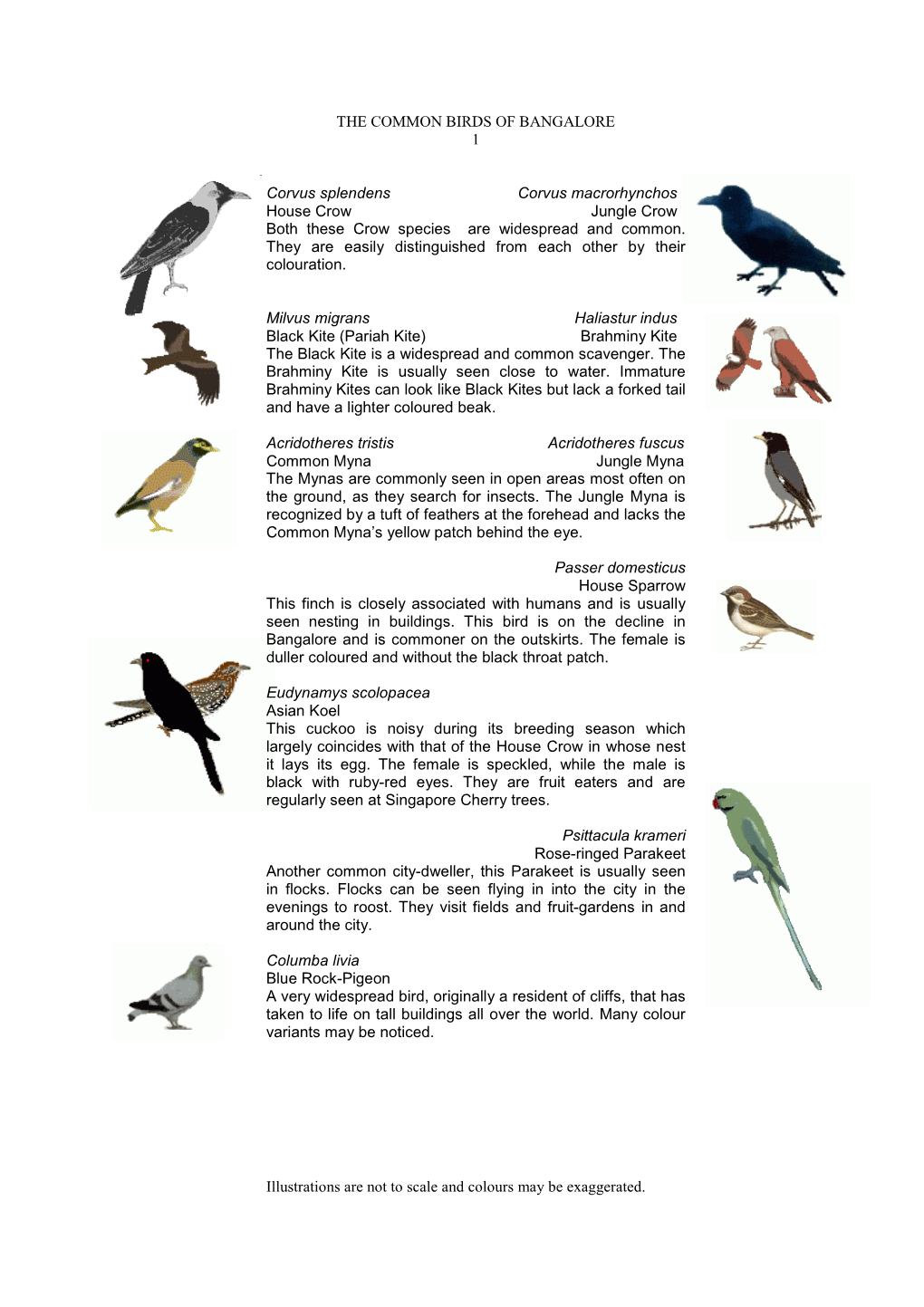 THE COMMON BIRDS of BANGALORE 1 Illustrations Are Not