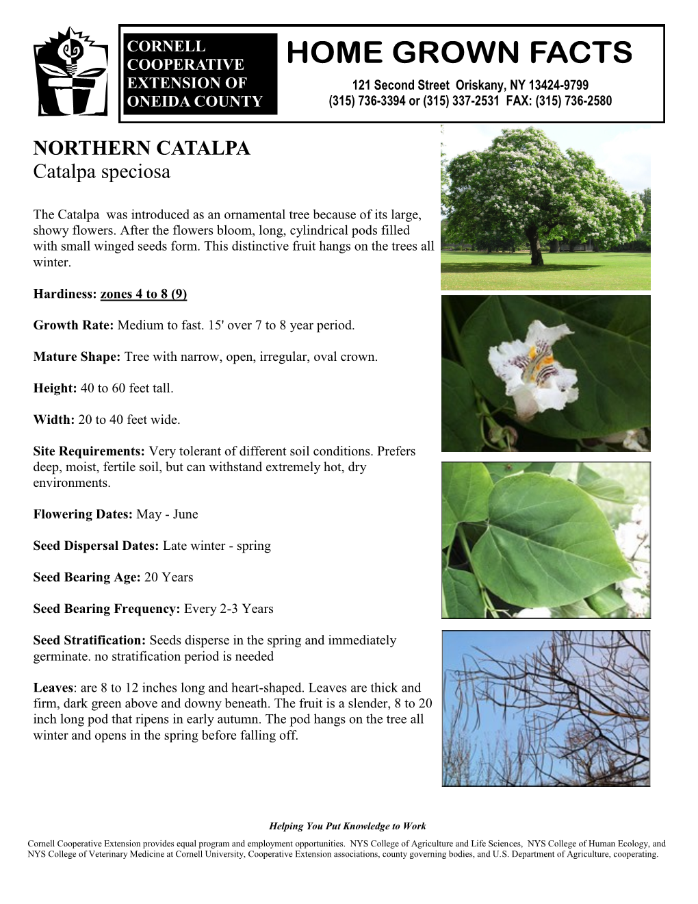 NORTHERN CATALPA Catalpa Speciosa