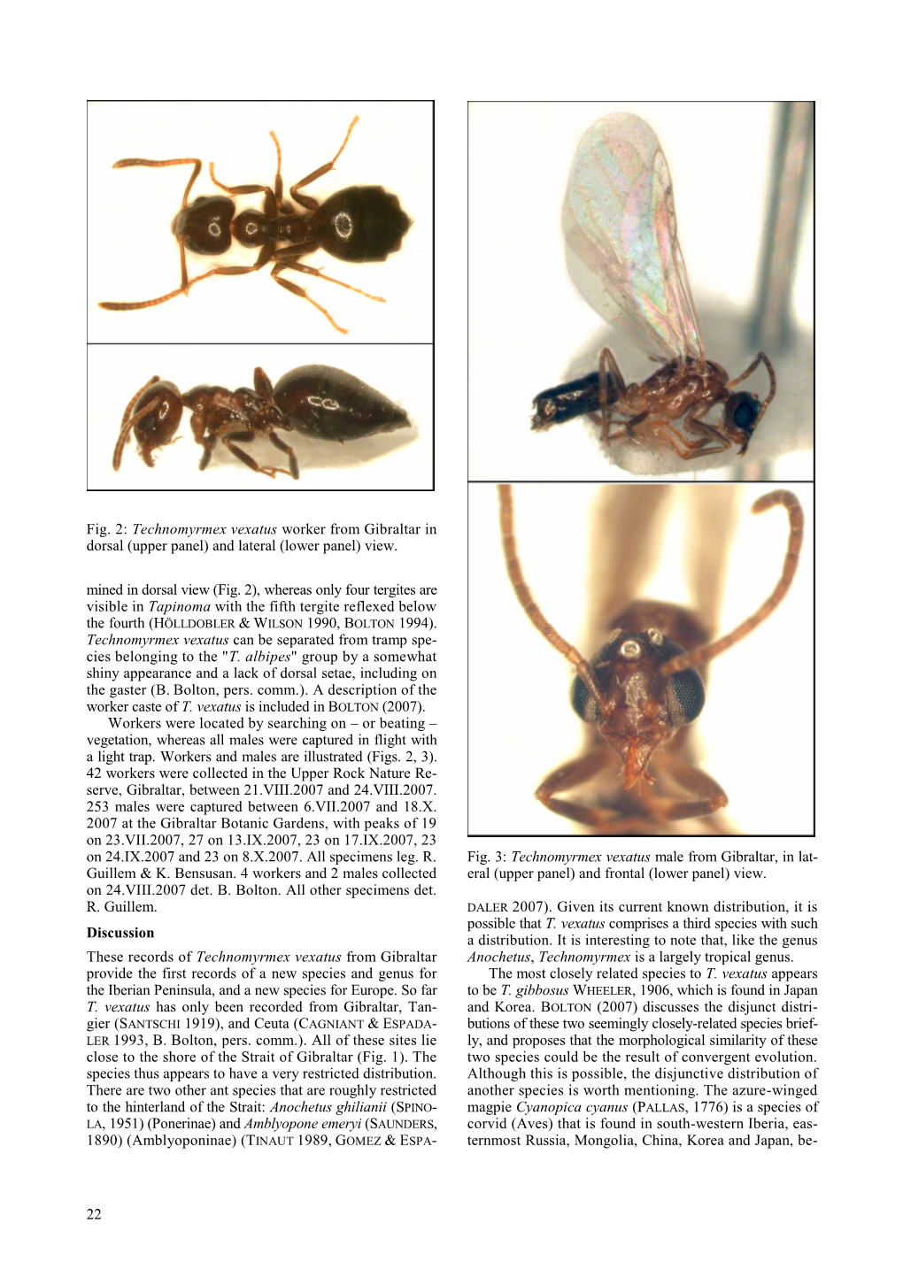 Technomyrmex Vexatus Worker from Gibraltar in Dorsal (Upper Panel) and Lateral (Lower Panel) View