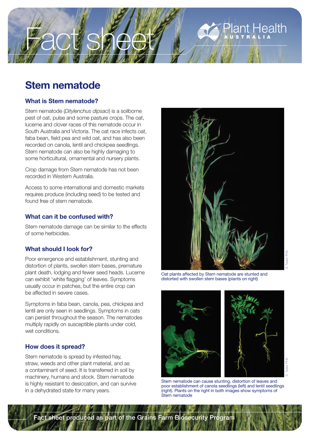 Stem Nematode