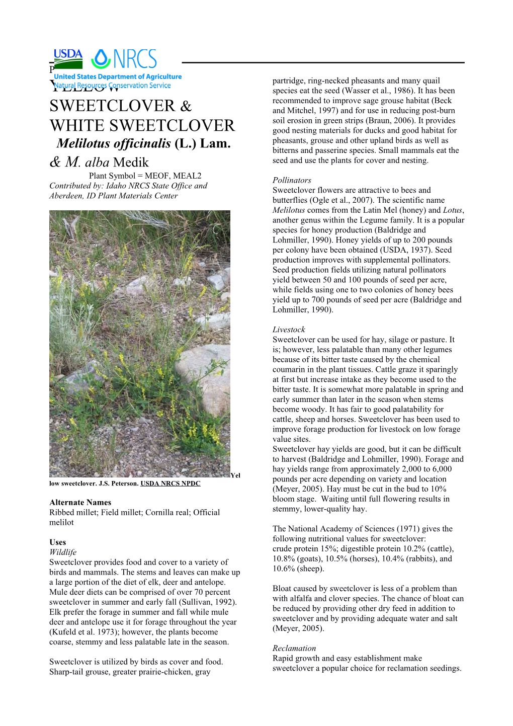 Yellow Sweetclover, White Sweetclover Plant Guide