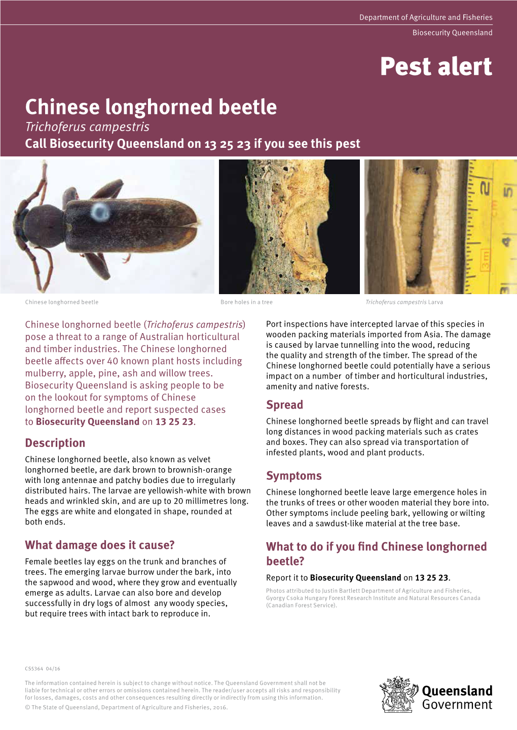 Chinese Longhorned Beetle Pest Alert