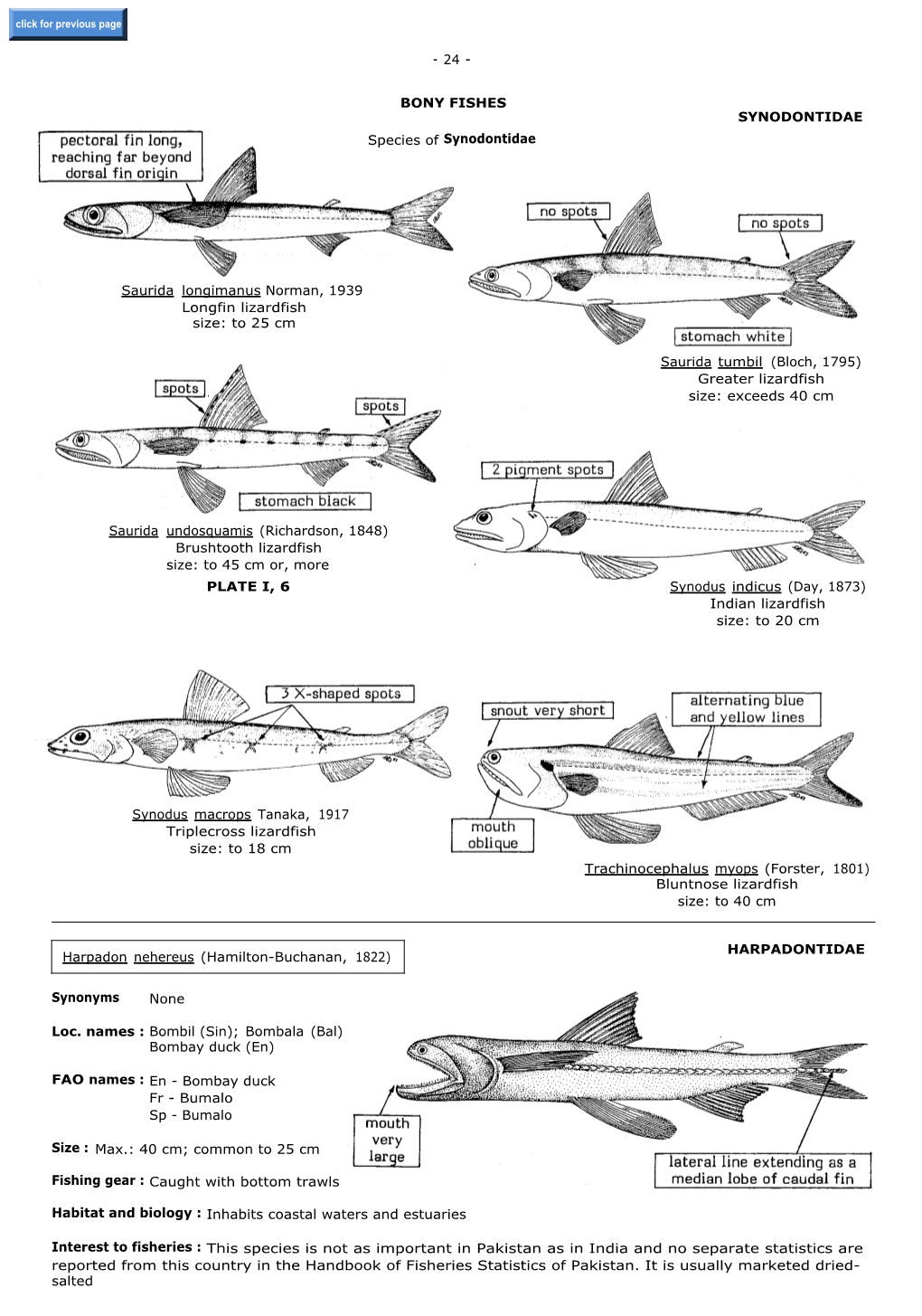 Synonyms Saurida Longimanus Norman, 1939 Longfin Lizardfish Size: to 25 Cm None Saurida Undosquamis (Richardson, 1848) Brushtoot