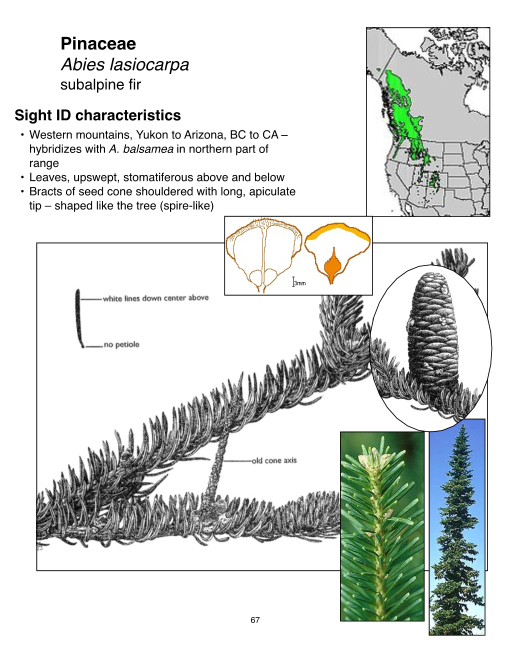 Pinaceae Abies Lasiocarpa Subalpine ﬁr