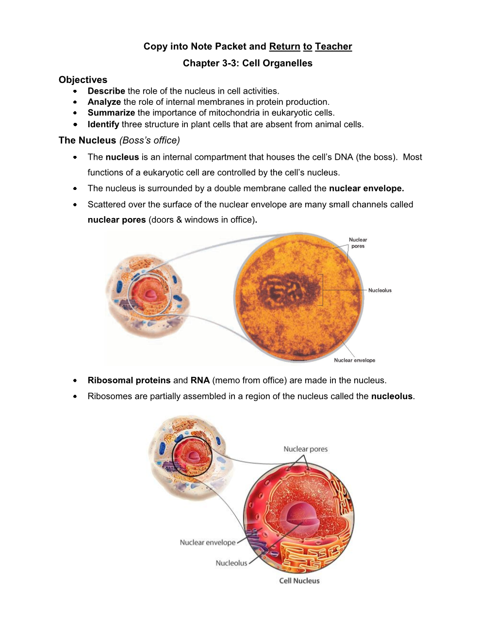 Section 3: Cell Organelles