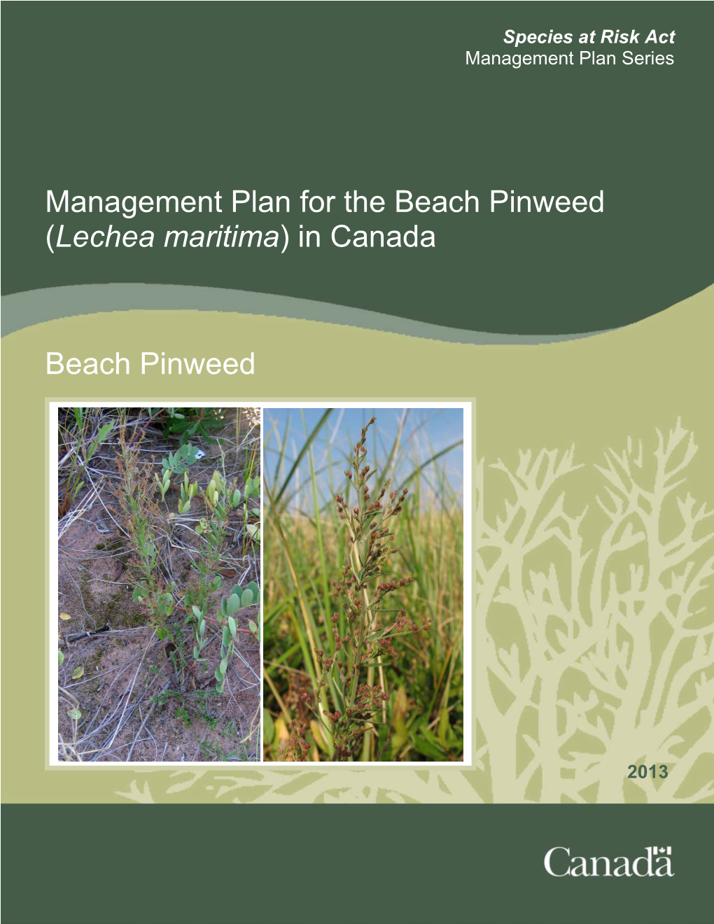 Beach Pinweed (Lechea Maritima) in Canada