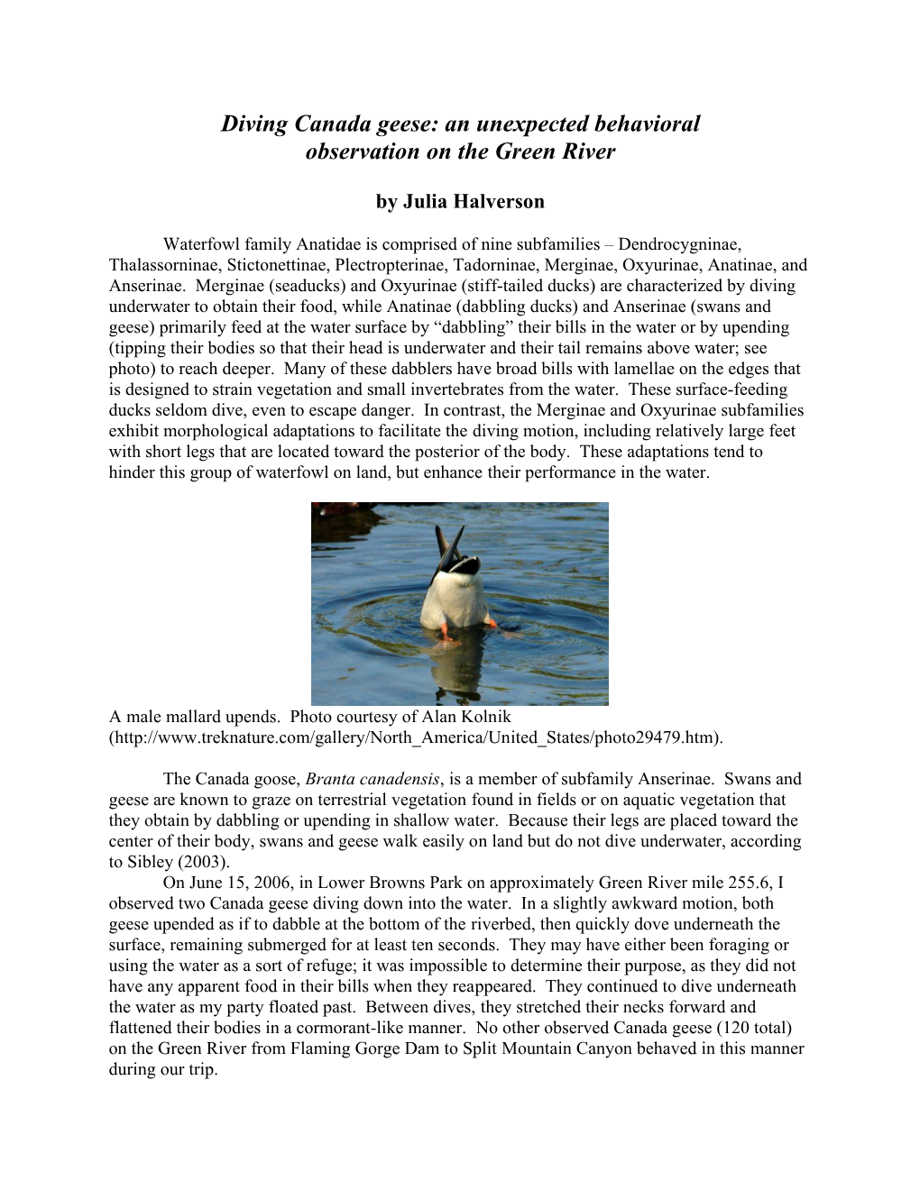 Diving Canada Geese: an Unexpected Behavioral Observation on the Green River