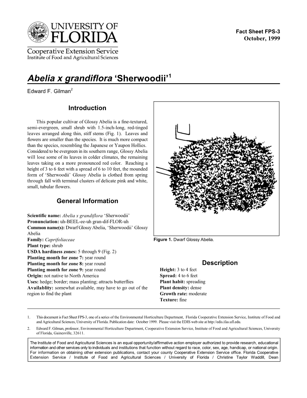 Abelia X Grandiflora 'Sherwoodii'1
