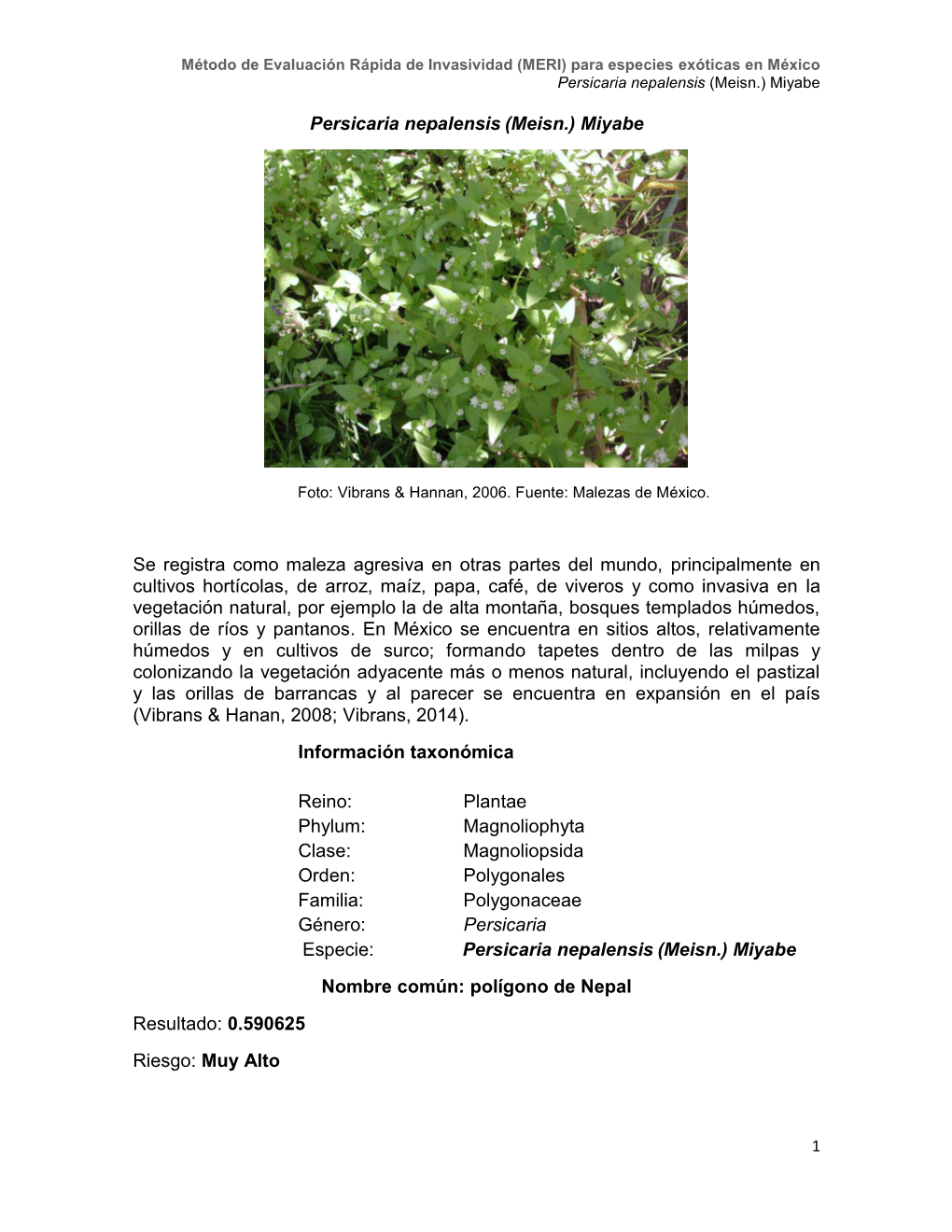 Persicaria Nepalensis (Meisn.) Miyabe Se Registra Como Maleza Agresiva
