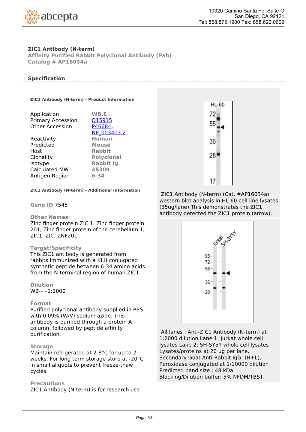 ZIC1 Antibody (N-Term) Affinity Purified Rabbit Polyclonal Antibody (Pab) Catalog # Ap16034a