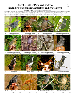 ANTBIRDS of Peru and Bolivia 1 (Including Antthrushes, Antpittas and Gnateaters)