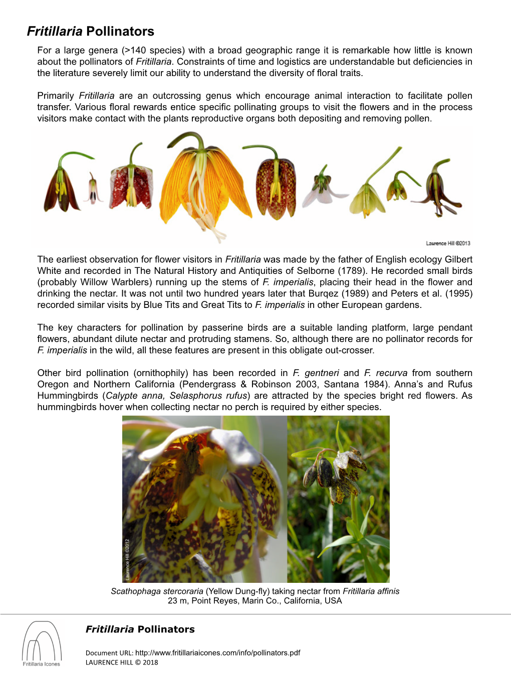 Fritillaria Pollinators for a Large Genera (>140 Species) with a Broad Geographic Range It Is Remarkable How Little Is Known About the Pollinators of Fritillaria