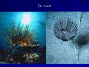 Crinoidea И Их Система. Blastozoa
