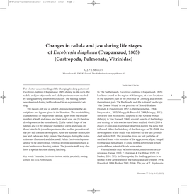 Changes in Radula and Jaw During Life Stages of Eucobresia Diaphana (Draparnaud, 1805) (Gastropoda, Pulmonata, Vitrinidae)