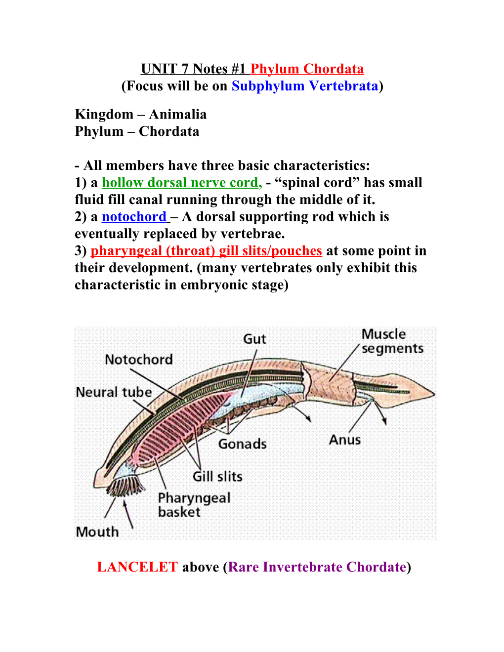 UNIT 9 Notes #1 Phylum Chordata