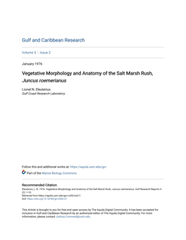 Vegetative Morphology and Anatomy of the Salt Marsh Rush, Juncus Roemerianus