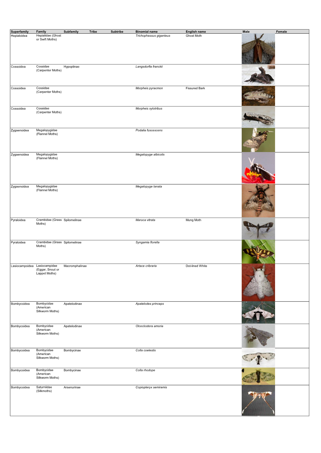 Superfamily Family Subfamily Tribe Subtribe Binomial Name English Name Male Female Hepialoidea Hepialidae (Ghost Trichophassus Giganteus Ghost Moth Or Swift Moths)