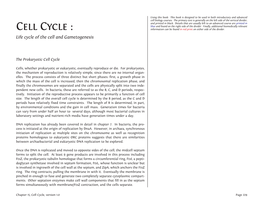 Cell Cycle : Information Can Be Found in Red Print on Either Side of the Divider