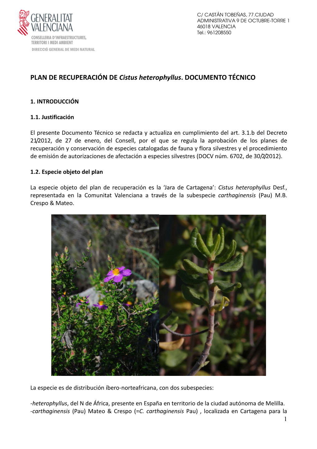 PLAN DE RECUPERACIÓN DE Cistus Heterophyllus