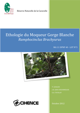 Ethologie Du Moqueur Gorge Blanche Ramphocinclus Brachyurus