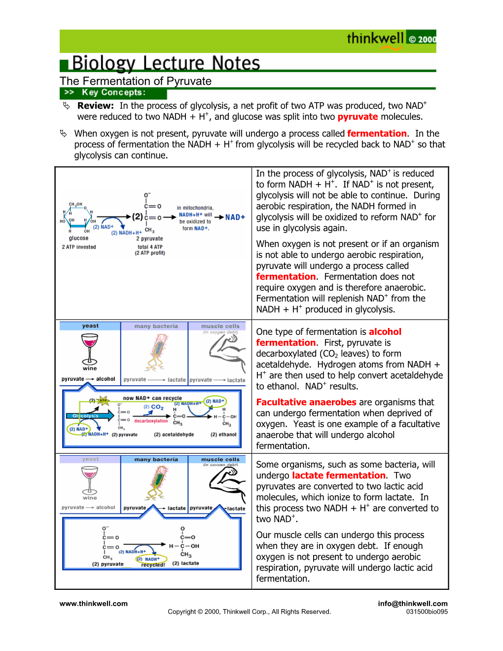 The Fermentation of Pyruvate