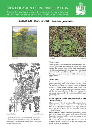IDENTIFICATION of INJURIOUS WEEDS This Leaflet Has Been Produced to Assist in the Identification of Injurious Weeds As Prescribed in the Weeds Act 1959