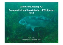 Marine Monitoring NZ Common Fish and Invertebrates of Wellington - Part 1