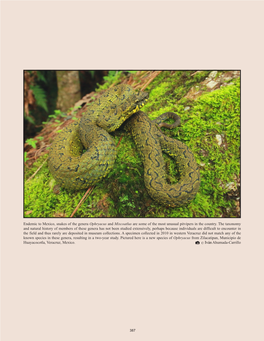 Endemic to Mexico, Snakes of the Genera Ophryacus and Mixcoatlus Are Some of the Most Unusual Pitvipers in the Country