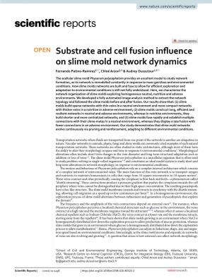 Substrate and Cell Fusion Influence on Slime Mold Network Dynamics
