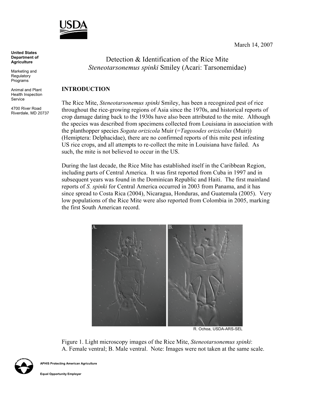 Detection & Identification of the Rice Mite Steneotarsonemus Spinki Smiley