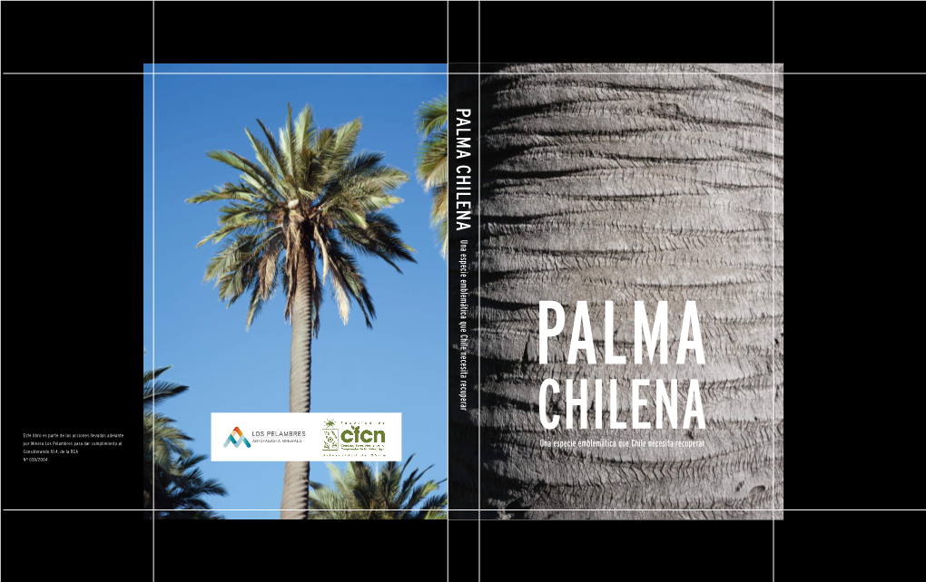 Palma Chilena, Una Especie Emblemática Que Chile Necesita Recuperar