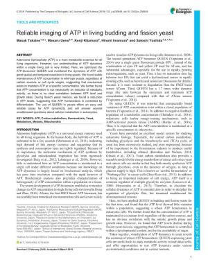 Reliable Imaging of ATP in Living Budding and Fission Yeast Masak Takaine1,2,*, Masaru Ueno3,4, Kenji Kitamura5, Hiromi Imamura6 and Satoshi Yoshida1,2,7,8,*
