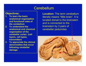 Cerebellum Objectives: Location: the Term Cerebellum 1