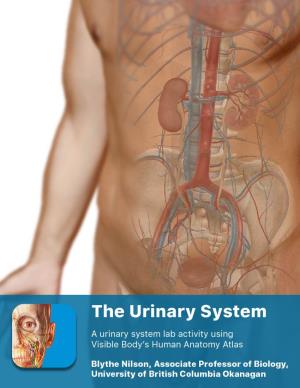 Bladder Kidneys Ureters Penis Urethra