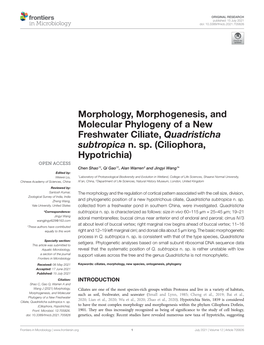 Morphology, Morphogenesis, and Molecular Phylogeny of a New Freshwater Ciliate, Quadristicha Subtropica N