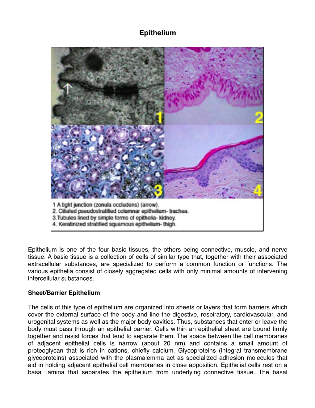 1 Epithelium