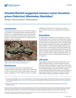 Gonatista Grisea (Fabricius) (Mantodea: Mantidae)1 Haleigh A