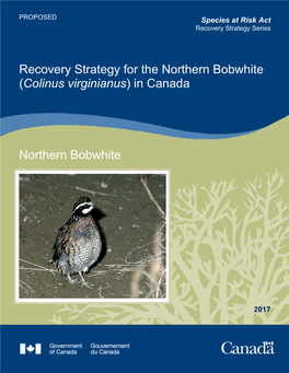 Recovery Strategy for the Northern Bobwhite (Colinus Virginianus) in Canada