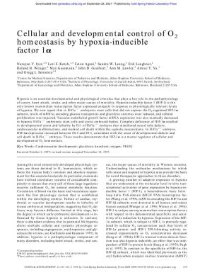 Cellular and Developmental Control of O2 Homeostasis by Hypoxia-Inducible Factor 1␣