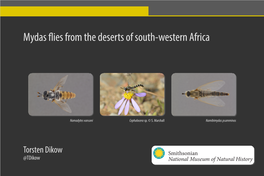 Mydas Flies from the Deserts of South-Western Africa