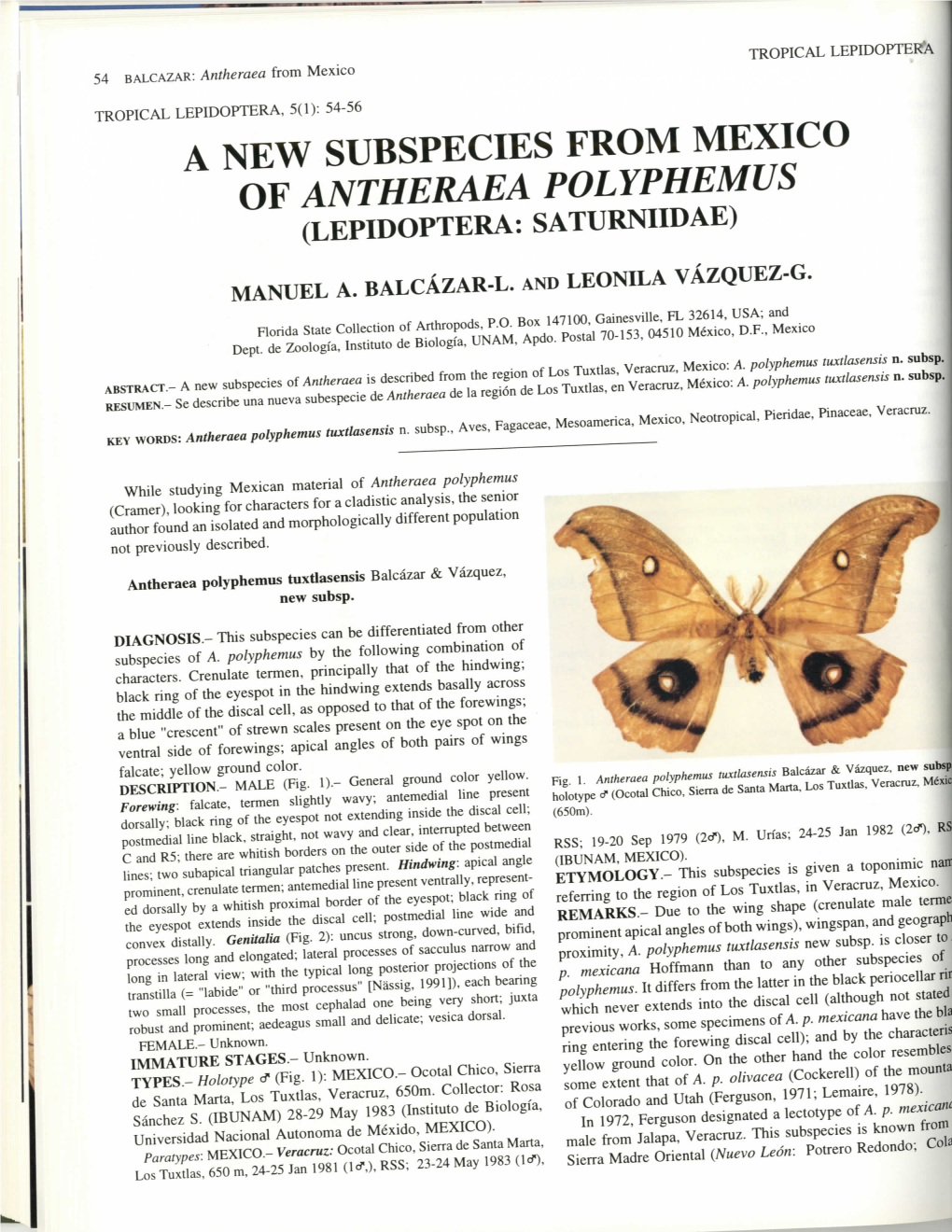 A New Subspecies from Mexico of Antheraea Polyphemus (Lepidoptera: Saturniidae)