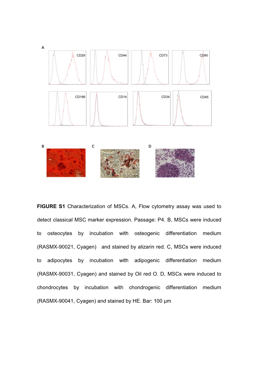 FIGURE S1 Characterization of Mscs. A, Flow Cytometry Assay Was Used to Detect Classical MSC Marker Expression