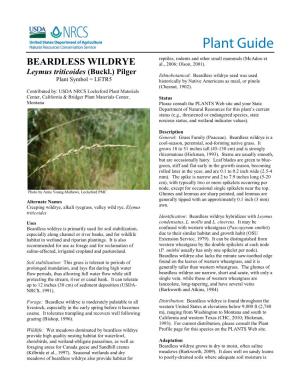Beardless Wildrye (Leymus Triticoides) Plant Guide