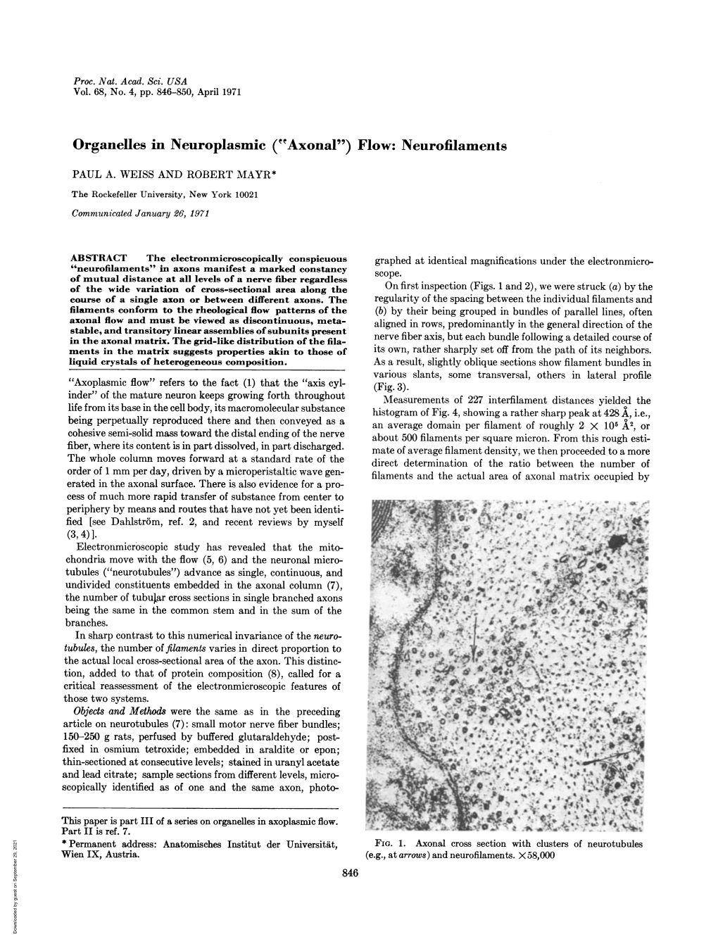 ("Axonal") Flow: Neurofilaments